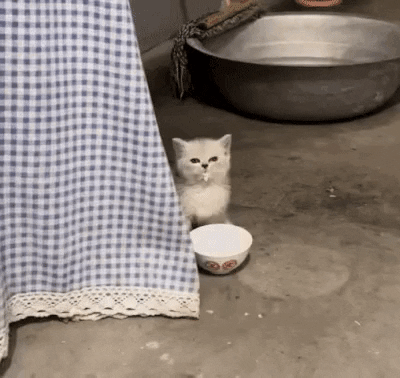 cuteanimalland giphyupload GIF