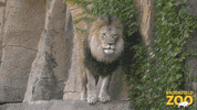 Lion Cute Animals GIF by Brookfield Zoo