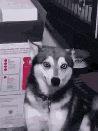 Dog Sneeze GIF