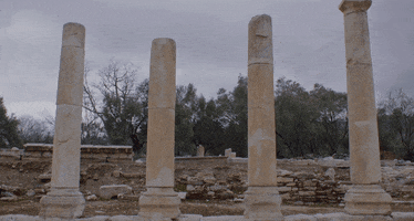 Stray Dog Love GIF by Magnolia Pictures