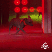 GIF by Puppy Bowl
