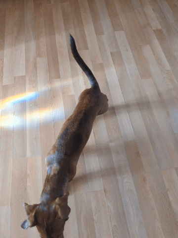KantoLegend_ dog puppy doggo tail GIF