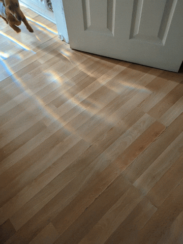 KantoLegend_ dog run puppy fast GIF