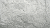 Womens Lacrosse Dragons GIF