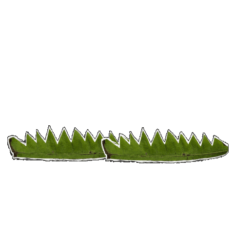 Animated Sticker
