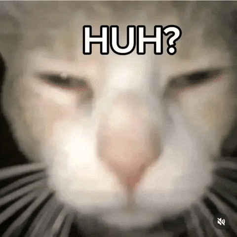 Confused Cat GIF