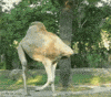 camel GIF
