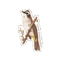 Bird Nightingale Sticker