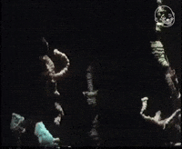 Strangers In Paradise Fish GIF by Eternal Family