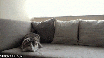 cats motion GIF