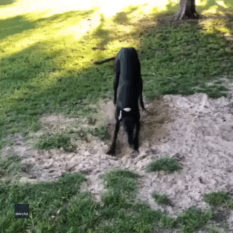 Spoilsport Dog Ruins Greyhound's Spinning Session
