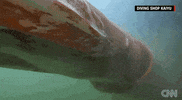 sea creature news GIF