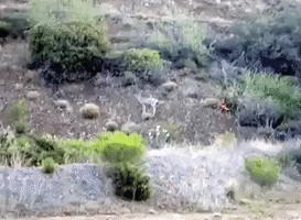 Happy Deer Prances Around Arizona Mining Town