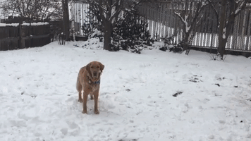 Golden Retriever Has 185 Tennis Balls Dropped Into Snow-Covered Garden