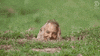 bill murray groundhog GIF