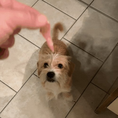 BARDOBRICK giphyupload GIF
