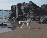 Oh My Gosh Omg GIF