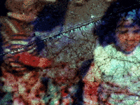 GIF by Liaizon Wakest