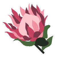 Flores Muebleria Sticker by MoolMX