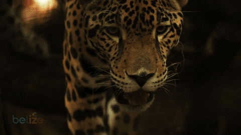 travelbelize giphyupload jaguar belize belize jaguar GIF