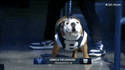 Happy Butler Bulldogs GIF by Butler University