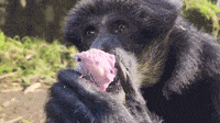 Gibbon Celebrates 29th Birthday With Fruity Snacks at Washington Zoo