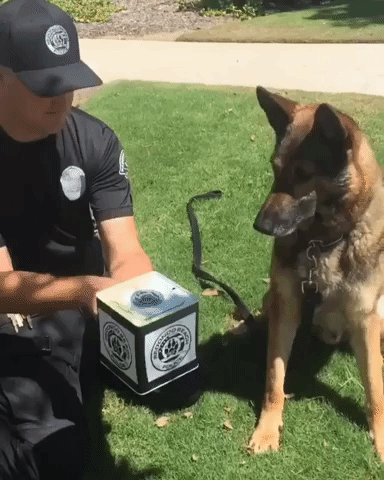 Police Pooch Takes Down Suspicious Jack-in-the-Box
