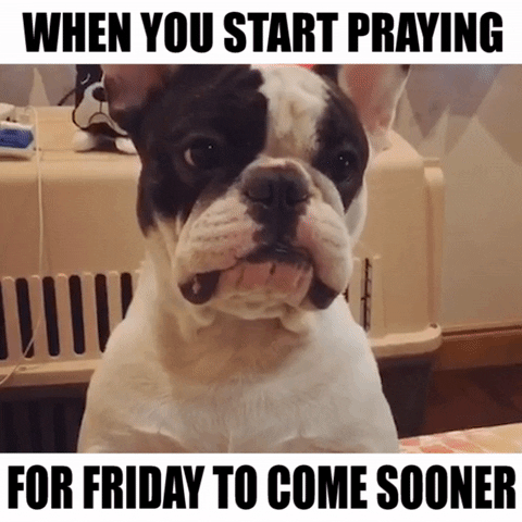 dog friday GIF by theCHIVE