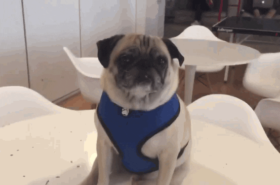 Dog Zoom GIF by The BarkPost