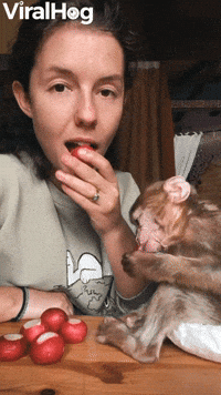 Having a Snack with a Rescued Baby Monkey