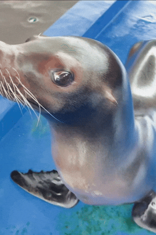 Dog Seal GIF