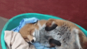 fox GIF