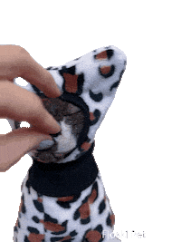 Cat Sphynx Sticker by Floksi Pet