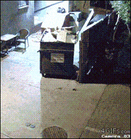 bear GIF