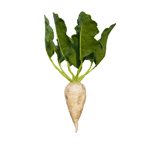 Sugar Beet 3D Sticker by Diamant Zucker