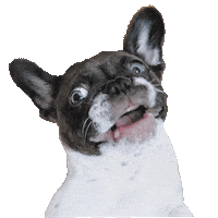 dog puppy Sticker by Roundhouse