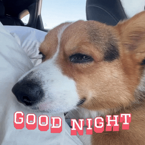 Good Night Corgi GIF