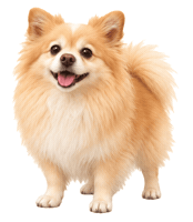 Pomeranian Dog Sticker by MISTER WOOF