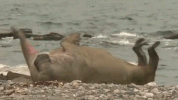 walrus GIF