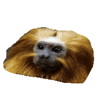 serious monkey STICKER by imoji