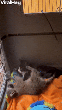 Orphaned Kitten and Raccoon are Inseparable