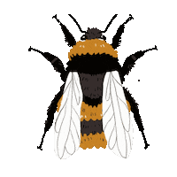 Fly Flying Sticker by DilleKamille