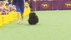 dog GIF by Westminster Kennel Club