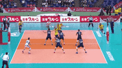 Celebration GIF by Volleyball World