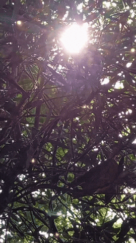 Simongip giphyupload GIF