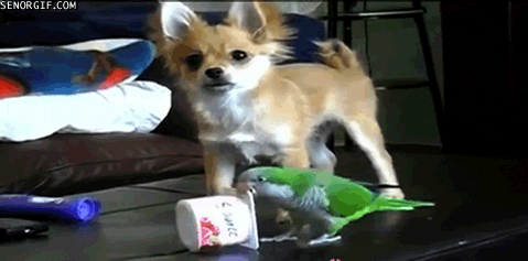 dog cups GIF by Cheezburger