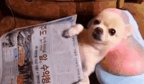Chihuahua Chillin GIF by hamlet