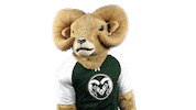 Csurams Gorams Sticker by Colorado State Rams