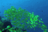 fish GIF
