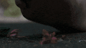 thirteen GIF by BBC First Australia